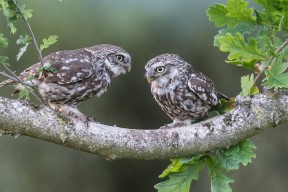 开云·体育官网APP下载-【名将专访】丁俊晖：保持训练热情的秘诀，丁俊晖是如何练成的